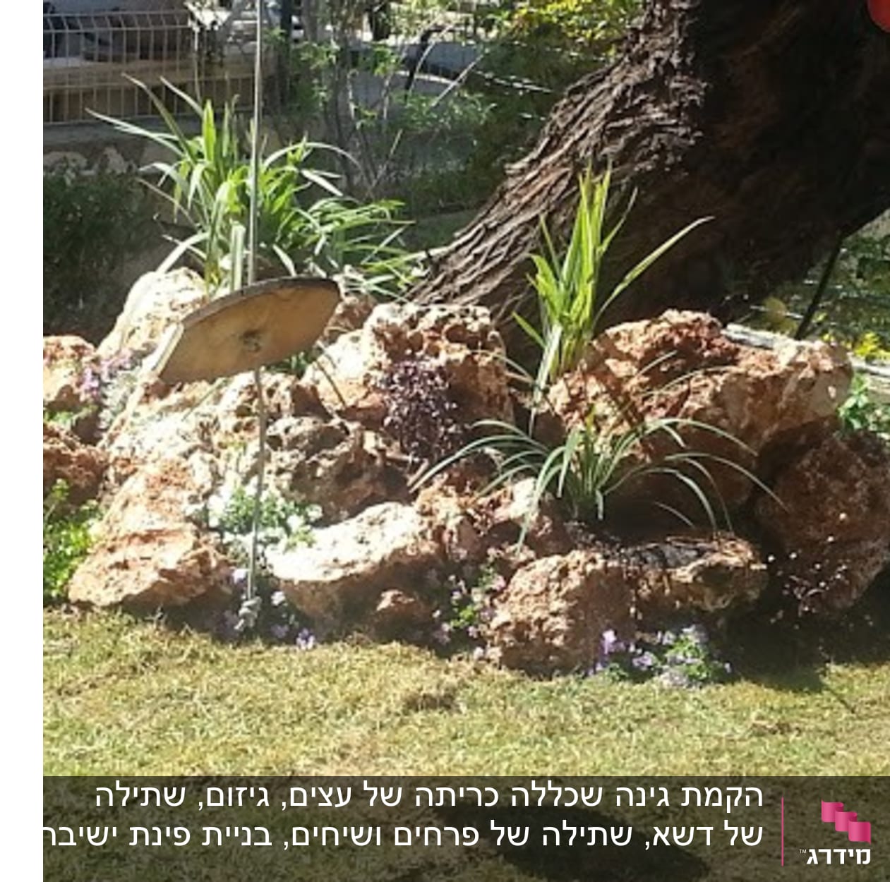 צמחים ירוקים גדלים בין סלעים בגינה